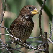 Thick-billed Weaver