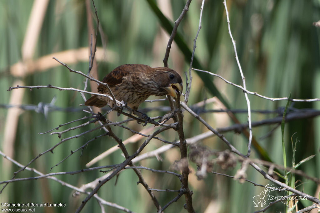 Thick-billed Weaver female adult, Reproduction-nesting