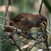 Thick-billed Weaver