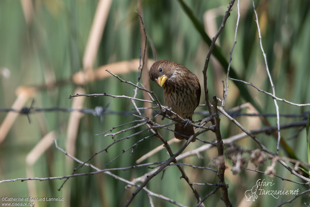 Thick-billed Weaver female adult