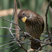 Thick-billed Weaver