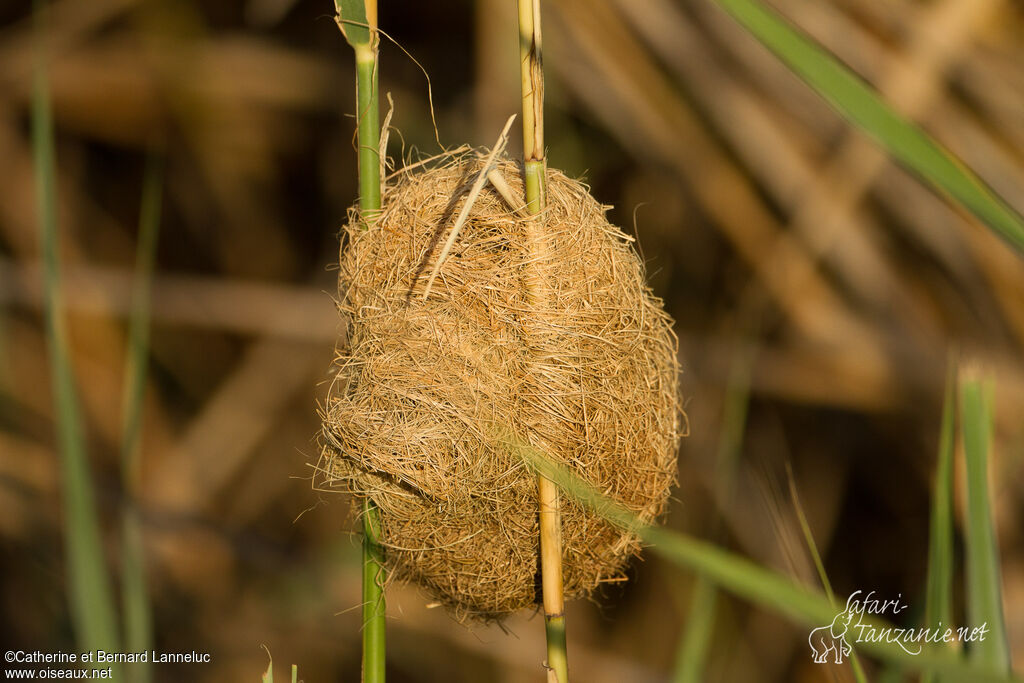 Thick-billed Weaver, Reproduction-nesting