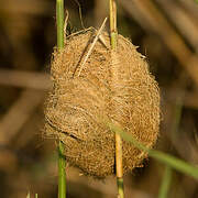 Thick-billed Weaver