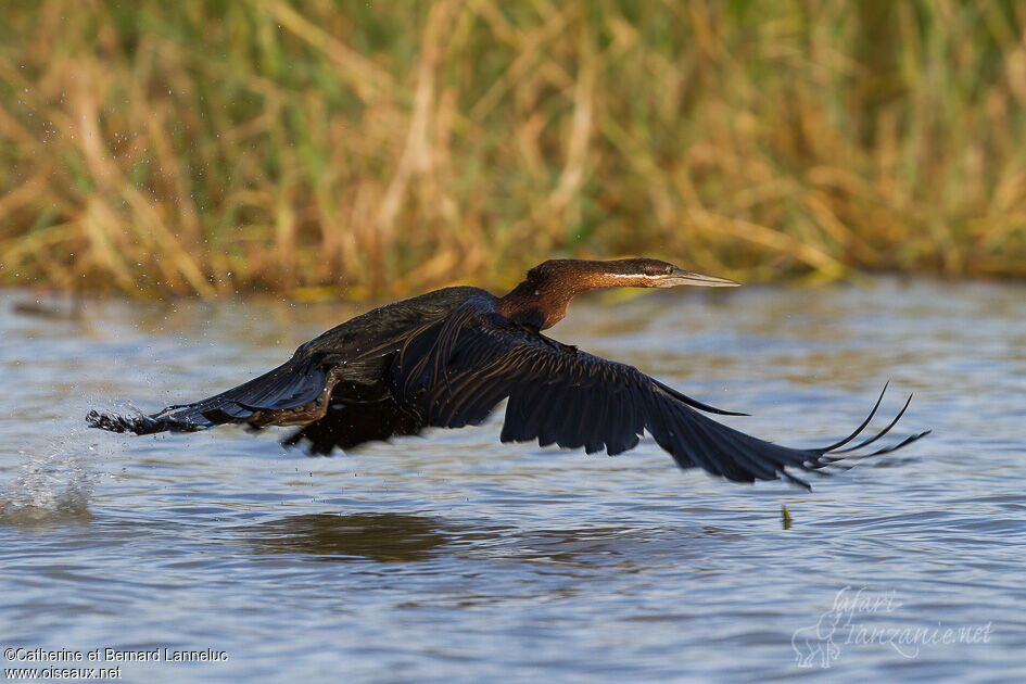 African Darter, Flight