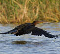 Anhinga d'Afrique