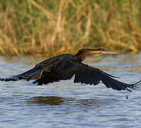 African Darter