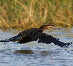 Anhinga d'Afrique