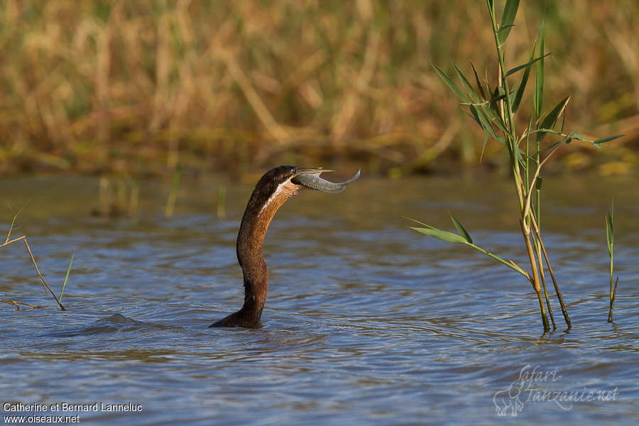 Anhinga d'Afriqueadulte, pêche/chasse, Comportement