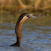 African Darter