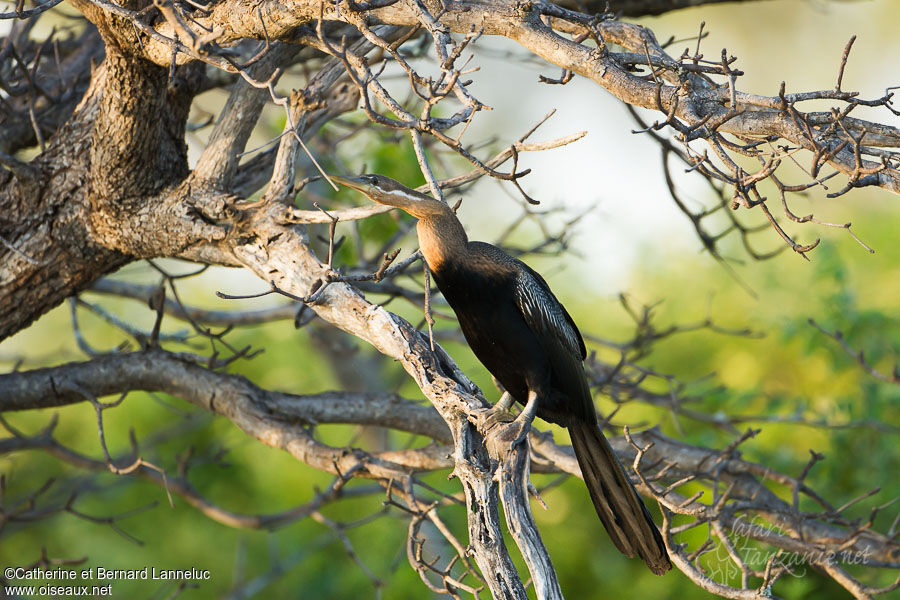 Anhinga d'Afriqueadulte