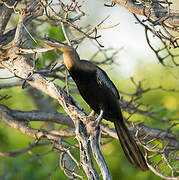 African Darter