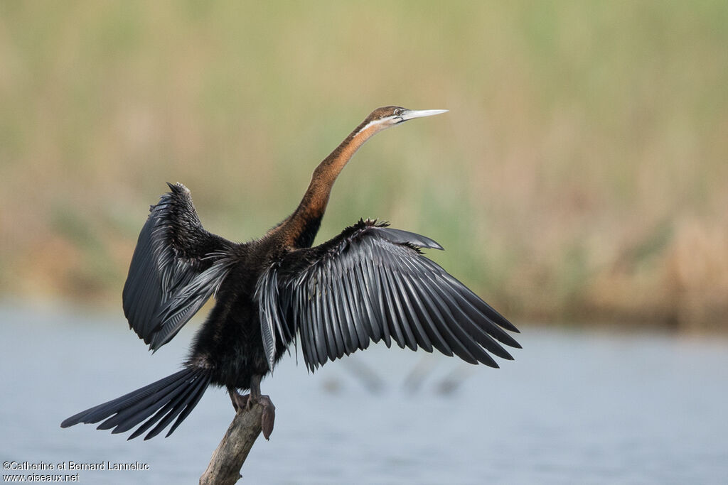 African Darteradult, Behaviour