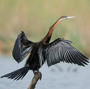 African Darter