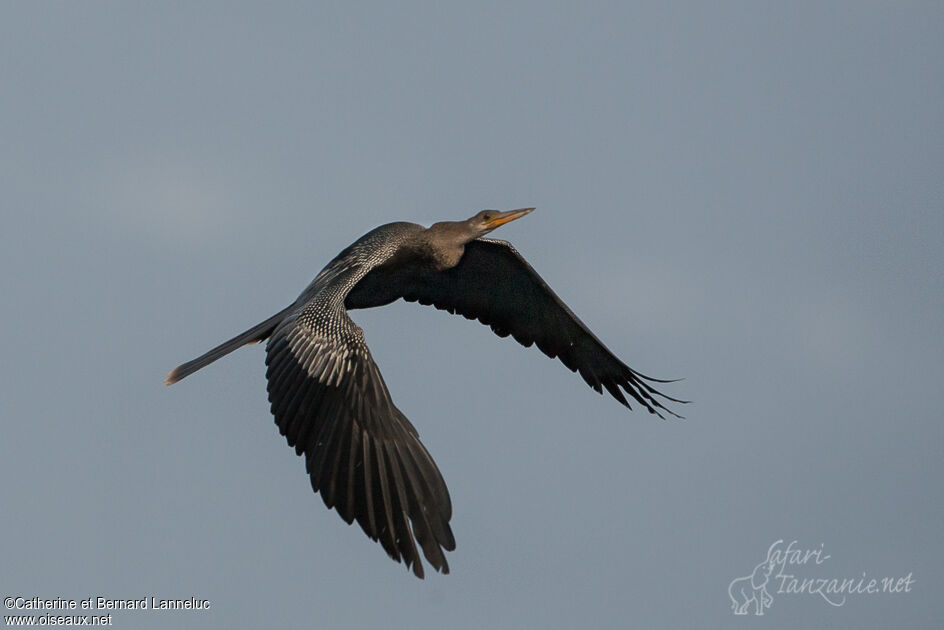 Anhingaadult, Flight