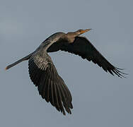 Anhinga