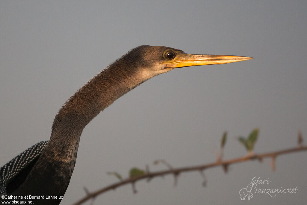 Anhingaadult, close-up portrait, aspect