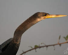 Anhinga d'Amérique