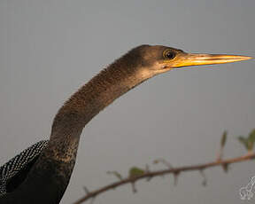 Anhinga d'Amérique