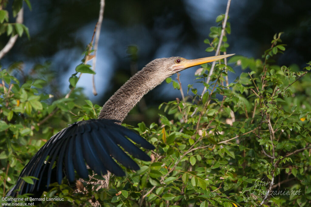 Anhingaadult, Behaviour