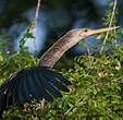 Anhinga d'Amérique