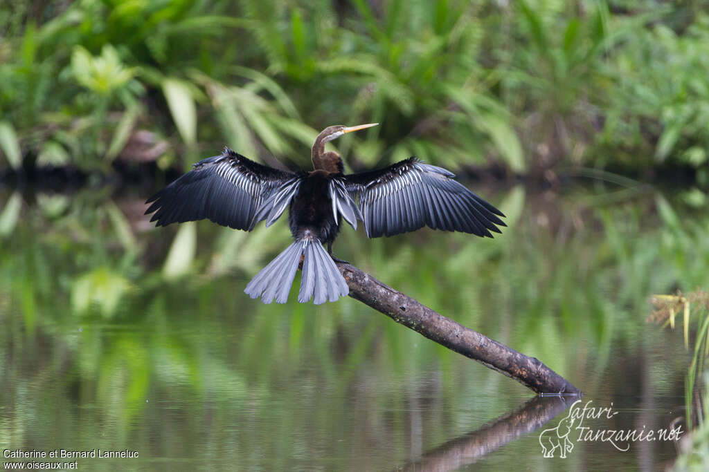 Anhinga rouxadulte, habitat, soins, Comportement