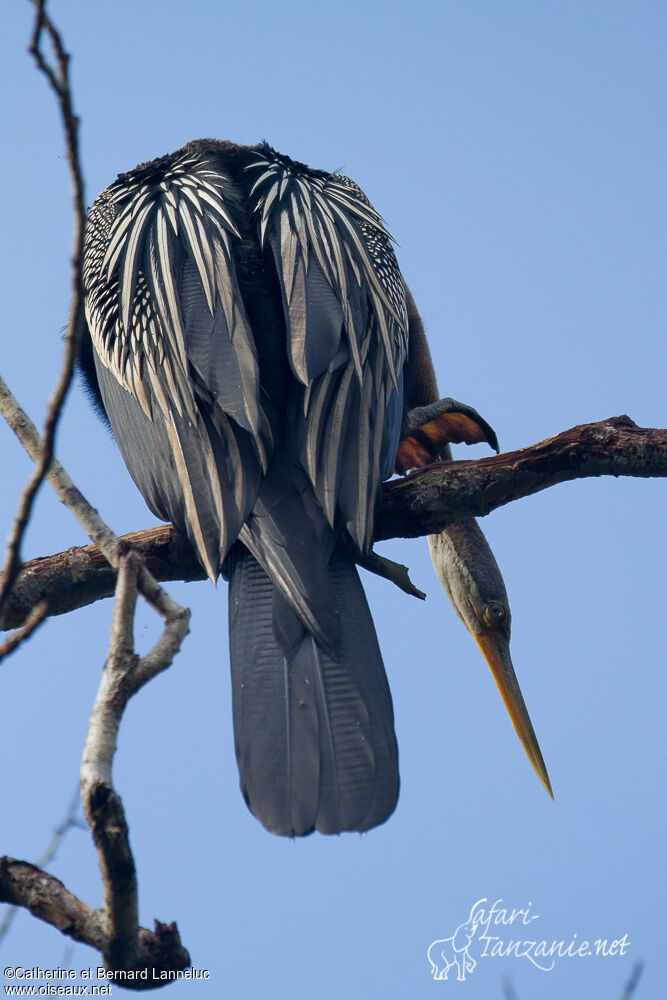 Oriental Darteradult, Behaviour