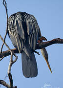 Oriental Darter