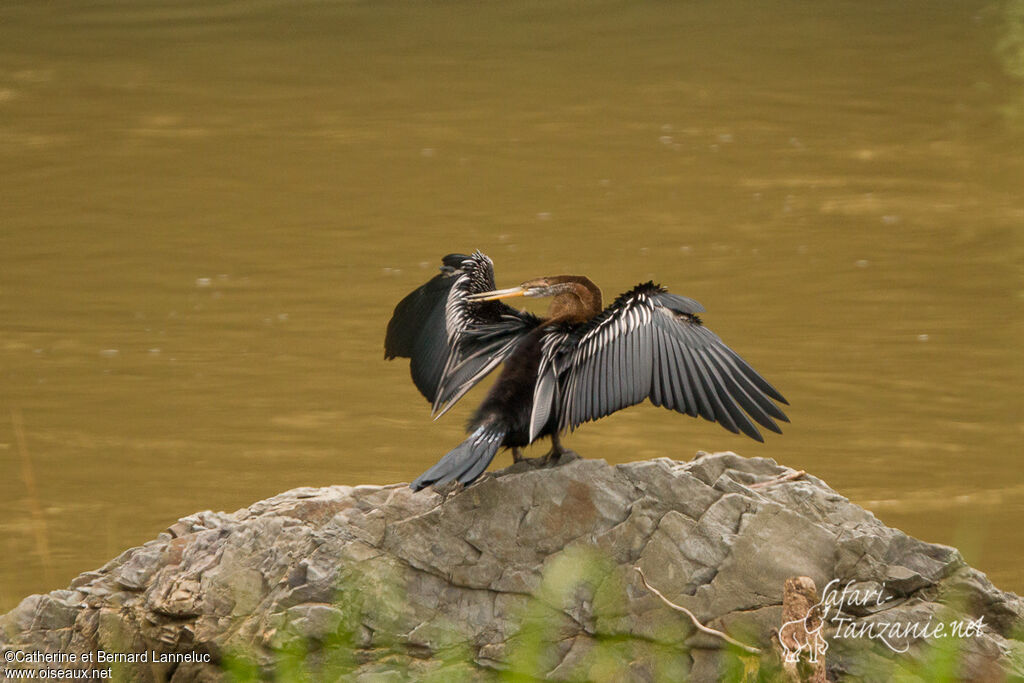 Anhinga rouxadulte