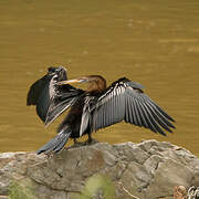 Anhinga roux