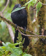 Smooth-billed Ani