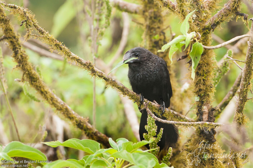 Smooth-billed Ani, habitat, Reproduction-nesting