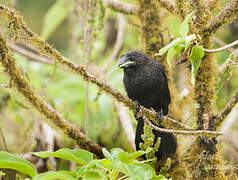 Smooth-billed Ani