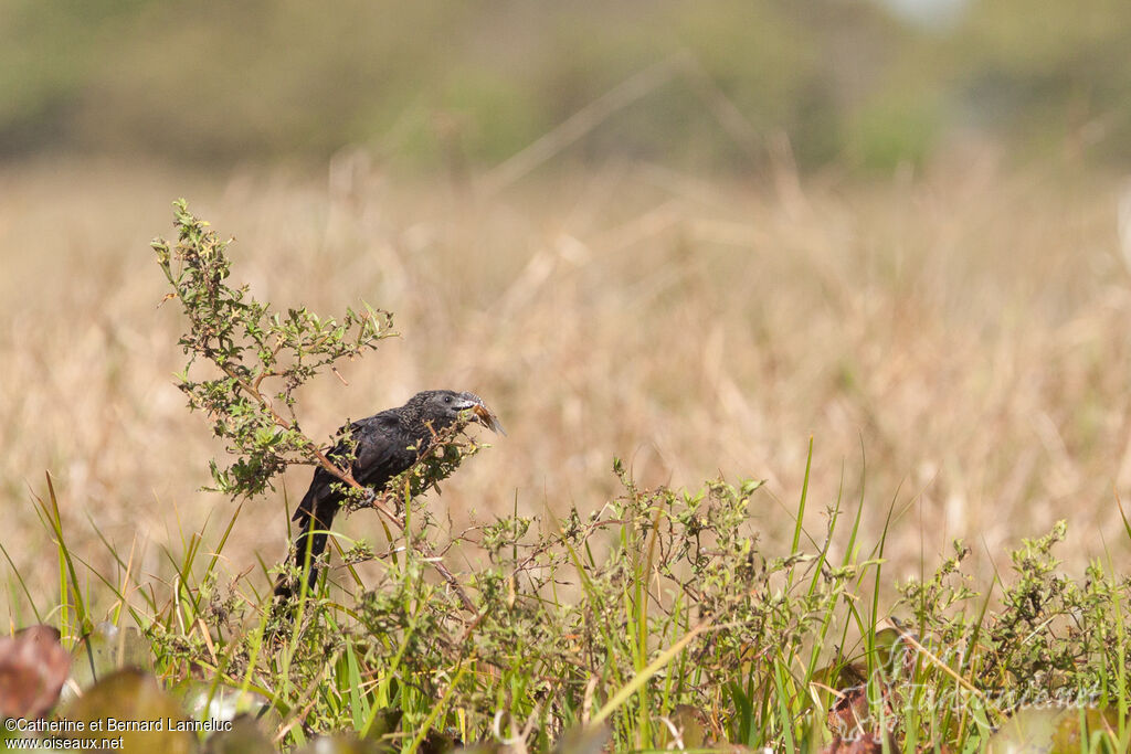 Smooth-billed Ani, feeding habits, fishing/hunting