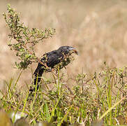 Smooth-billed Ani