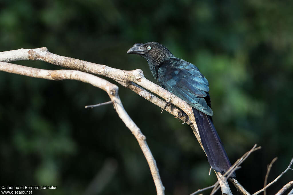 Ani des palétuviersadulte, identification