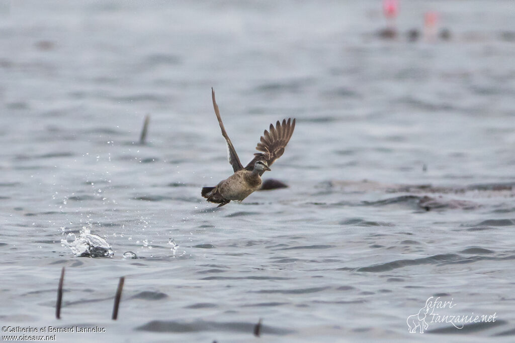 Cotton Pygmy Gooseadult, Flight