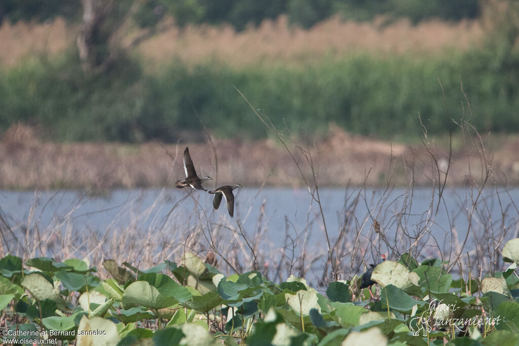 Cotton Pygmy Gooseadult, habitat, Behaviour