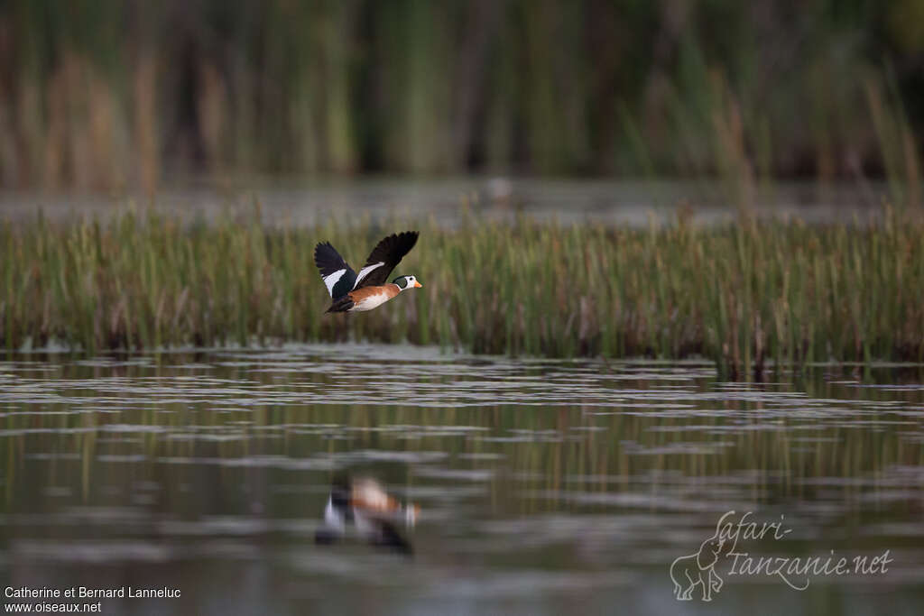 African Pygmy Goose male adult, habitat, pigmentation, Flight