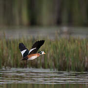 African Pygmy Goose