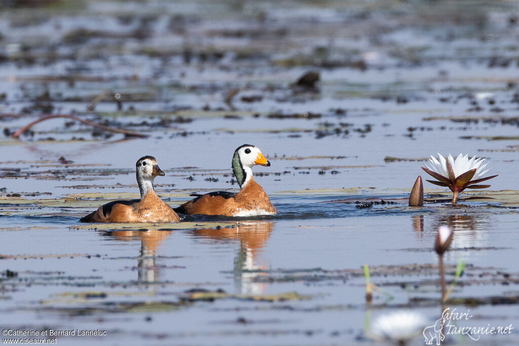 African Pygmy Gooseadult, swimming