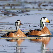 African Pygmy Goose