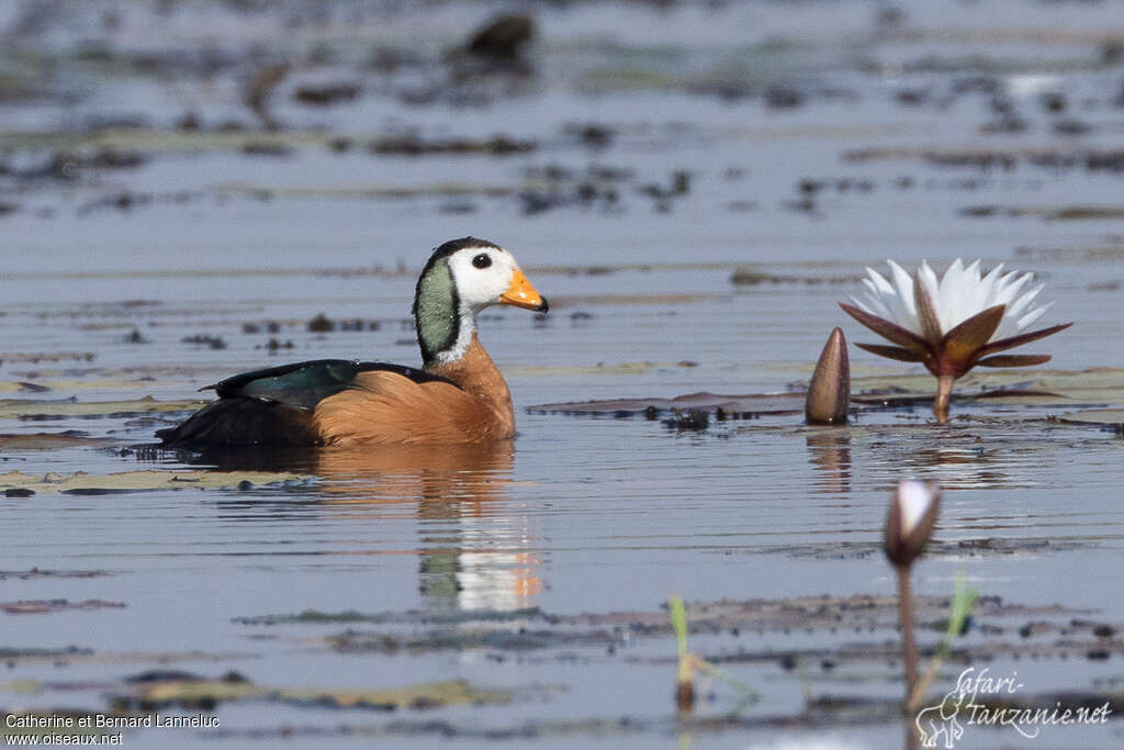 African Pygmy Goose male adult, identification