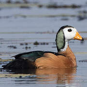 African Pygmy Goose