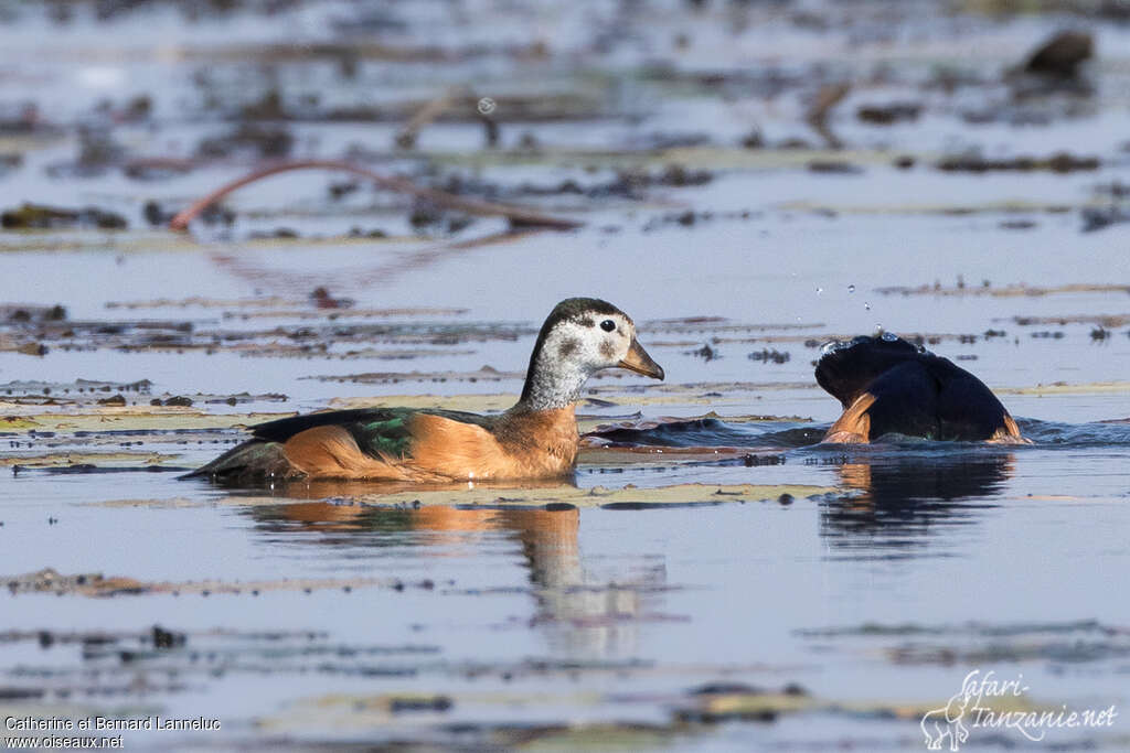 African Pygmy Goose female adult, identification