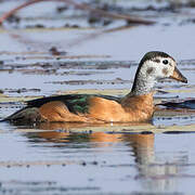 African Pygmy Goose