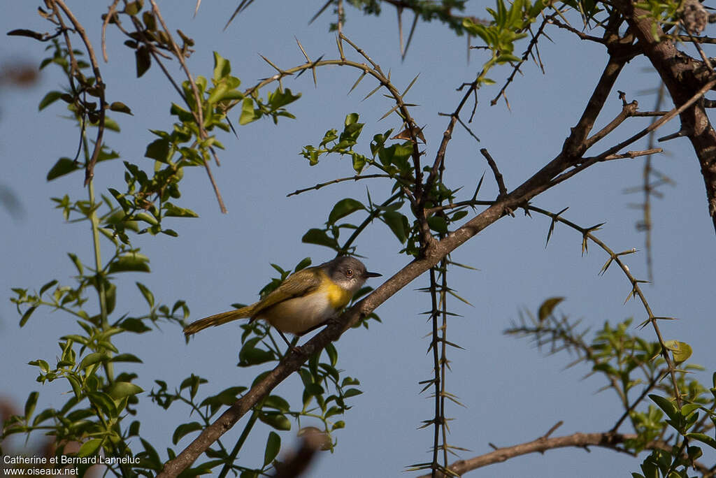 Apalis à gorge jauneadulte, habitat