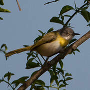 Apalis à gorge jaune