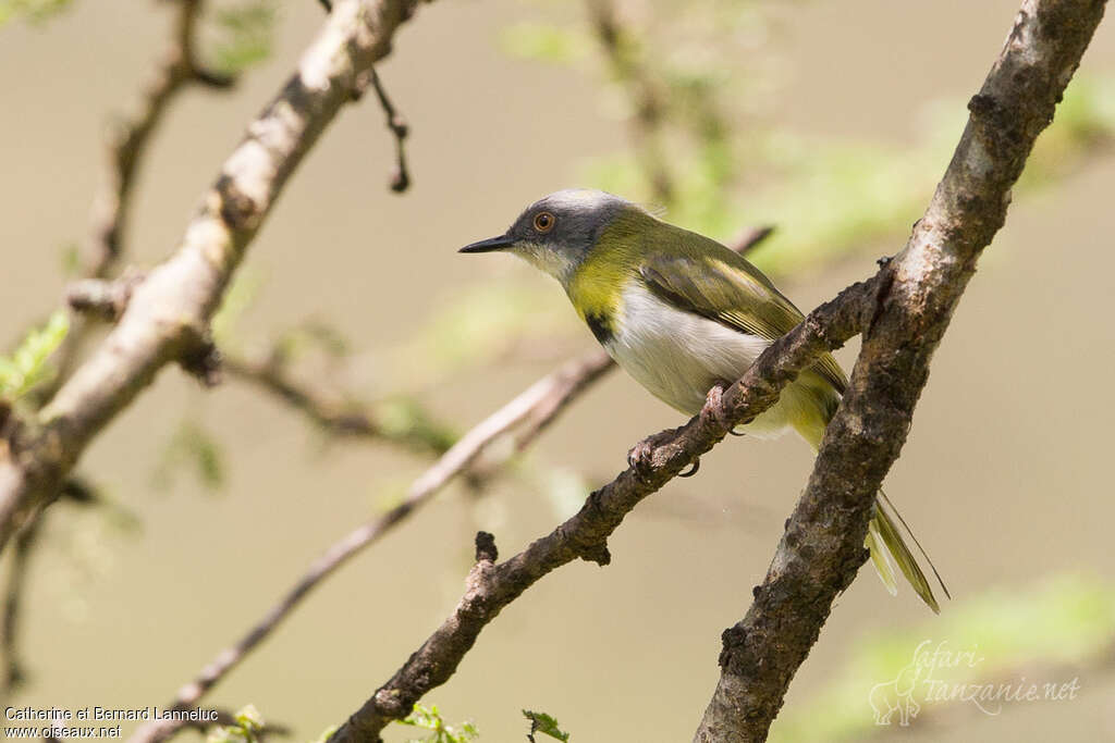 Apalis à gorge jauneadulte, identification