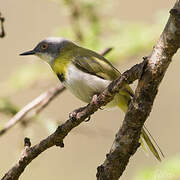 Apalis à gorge jaune