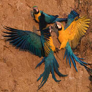 Blue-and-yellow Macaw